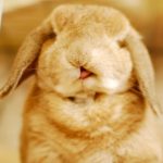 さとりん