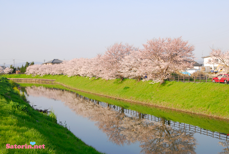 奈良市の川沿いの桜